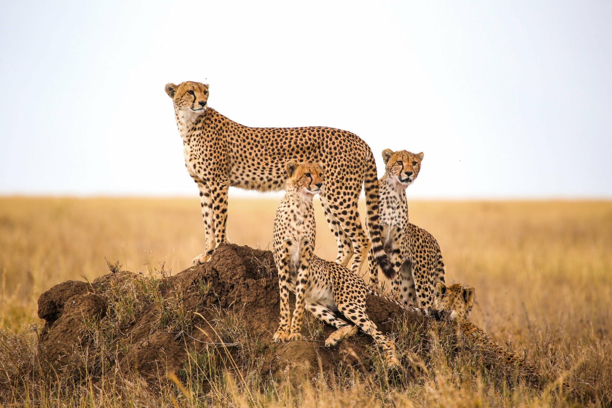 what do cheetahs eat in the wild and how much do cheetahs eat