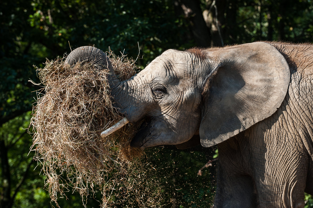 what do elephants eat and why do elephants like to eat peanuts