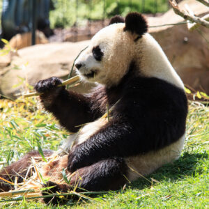 what do giant panda bears eat and are pandas carnivorous meat eaters