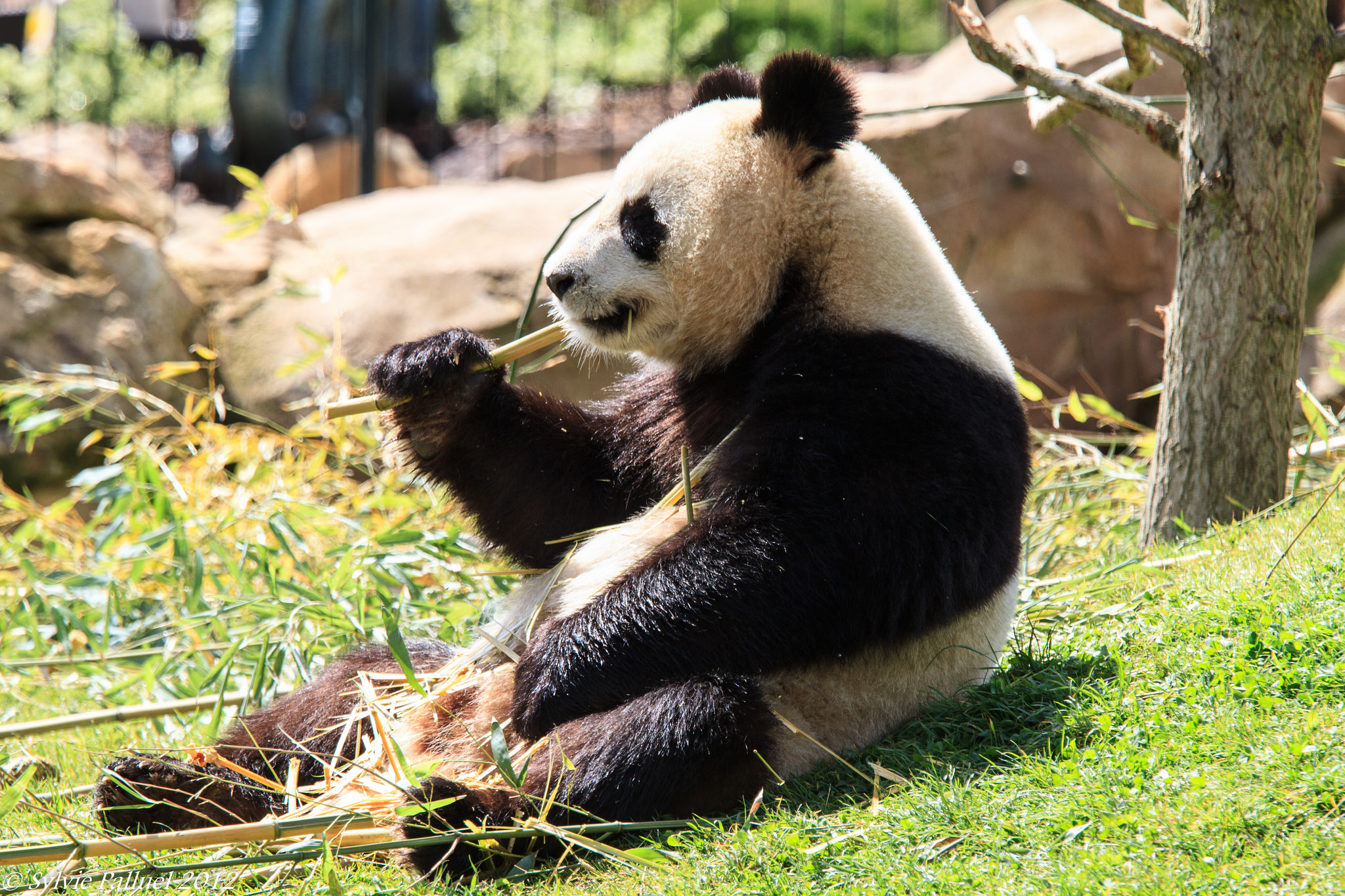 what do giant panda bears eat and are pandas carnivorous meat eaters