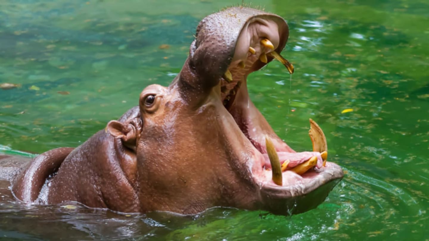 what do hippos eat and why do hippos leave the water at night