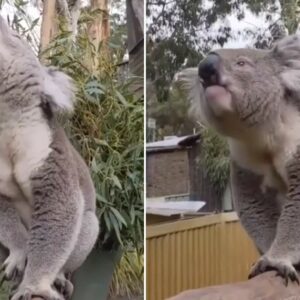 what do koala bears eat and what does their name mean in aboriginal language