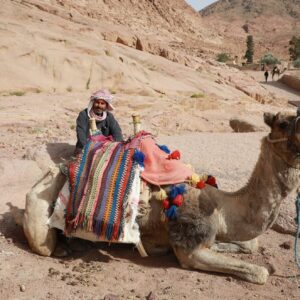 what do the bedouins call the camel and how are bedouin tribes organized in the middle east