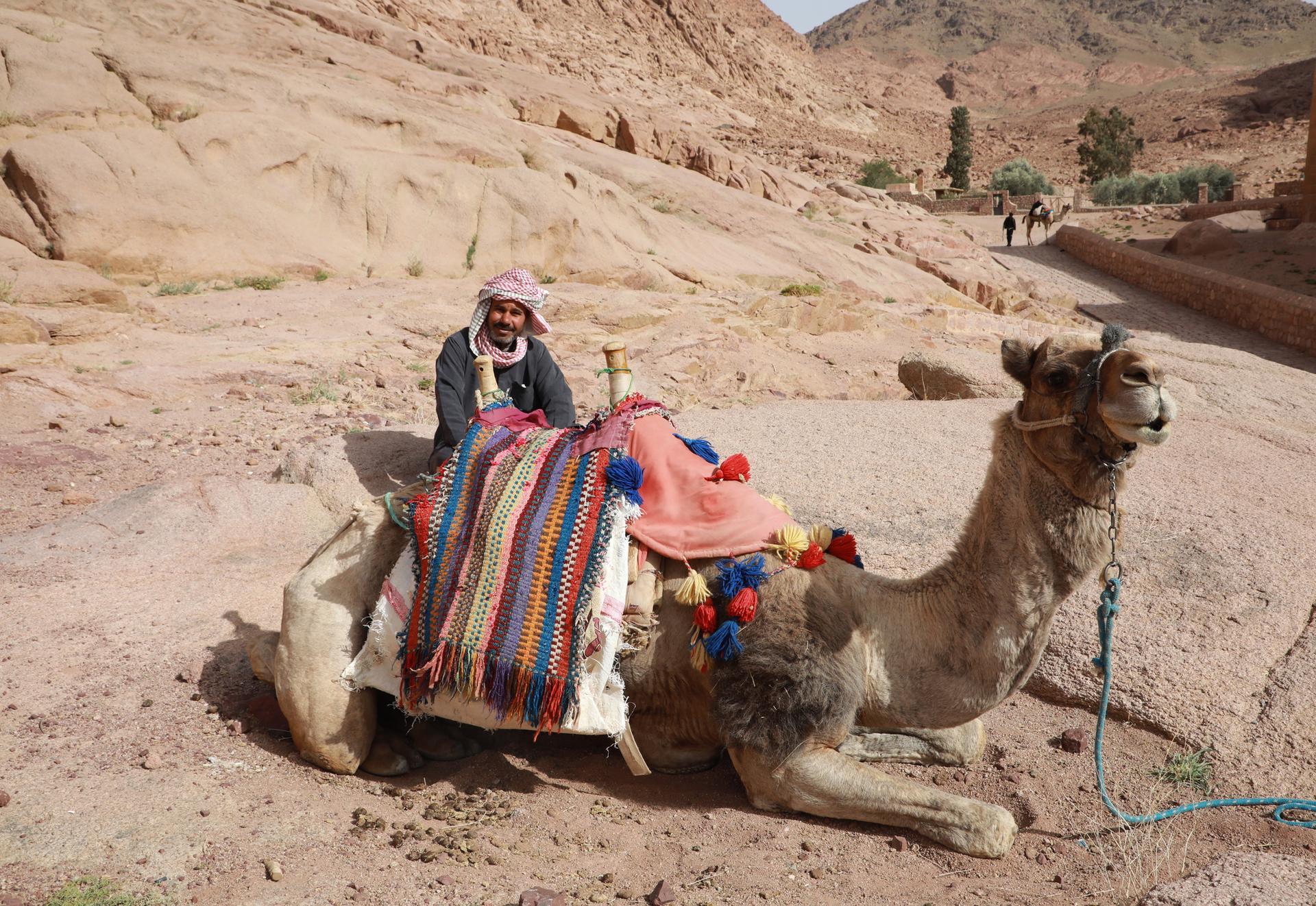 what do the bedouins call the camel and how are bedouin tribes organized in the middle east