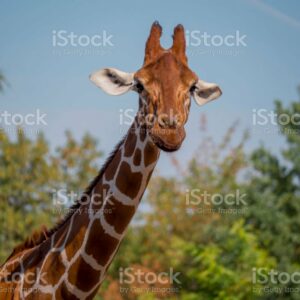 what does a giraffe eat in the wild and how long is a giraffes tongue