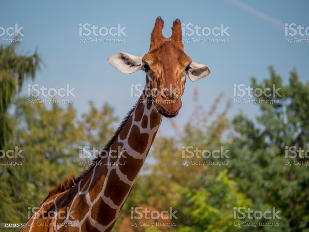 what does a giraffe eat in the wild and how long is a giraffes tongue