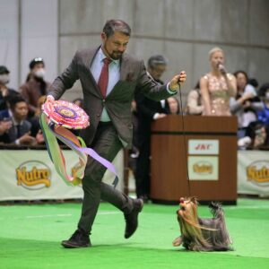 what does best in show mean when referring to a dog show