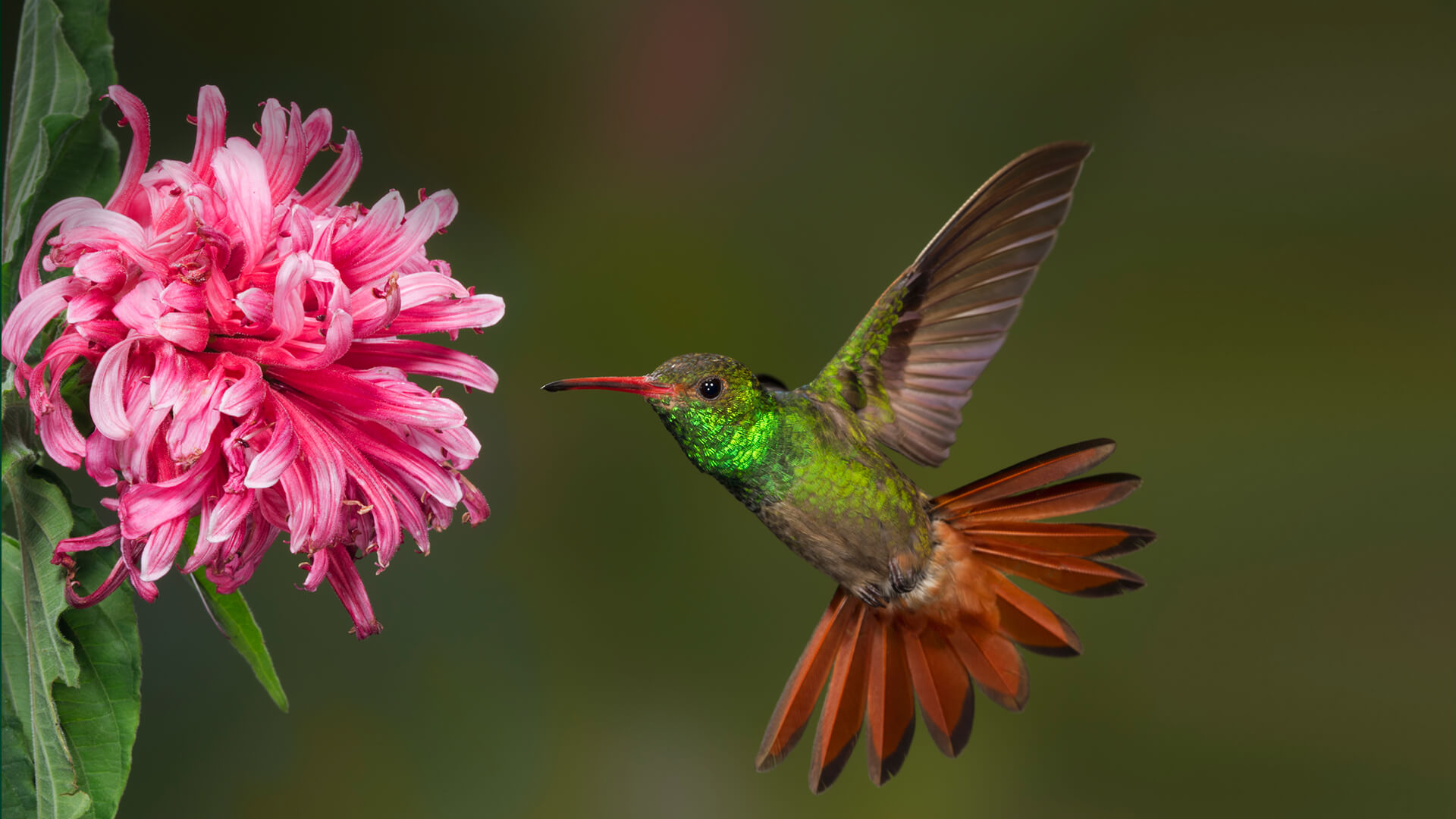 what does the hummingbird use to build its nest and how big are hummingbird nests