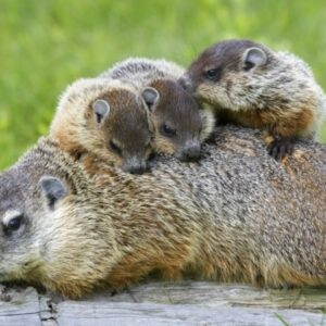 what does the word woodchuck mean and what are female woodchucks called