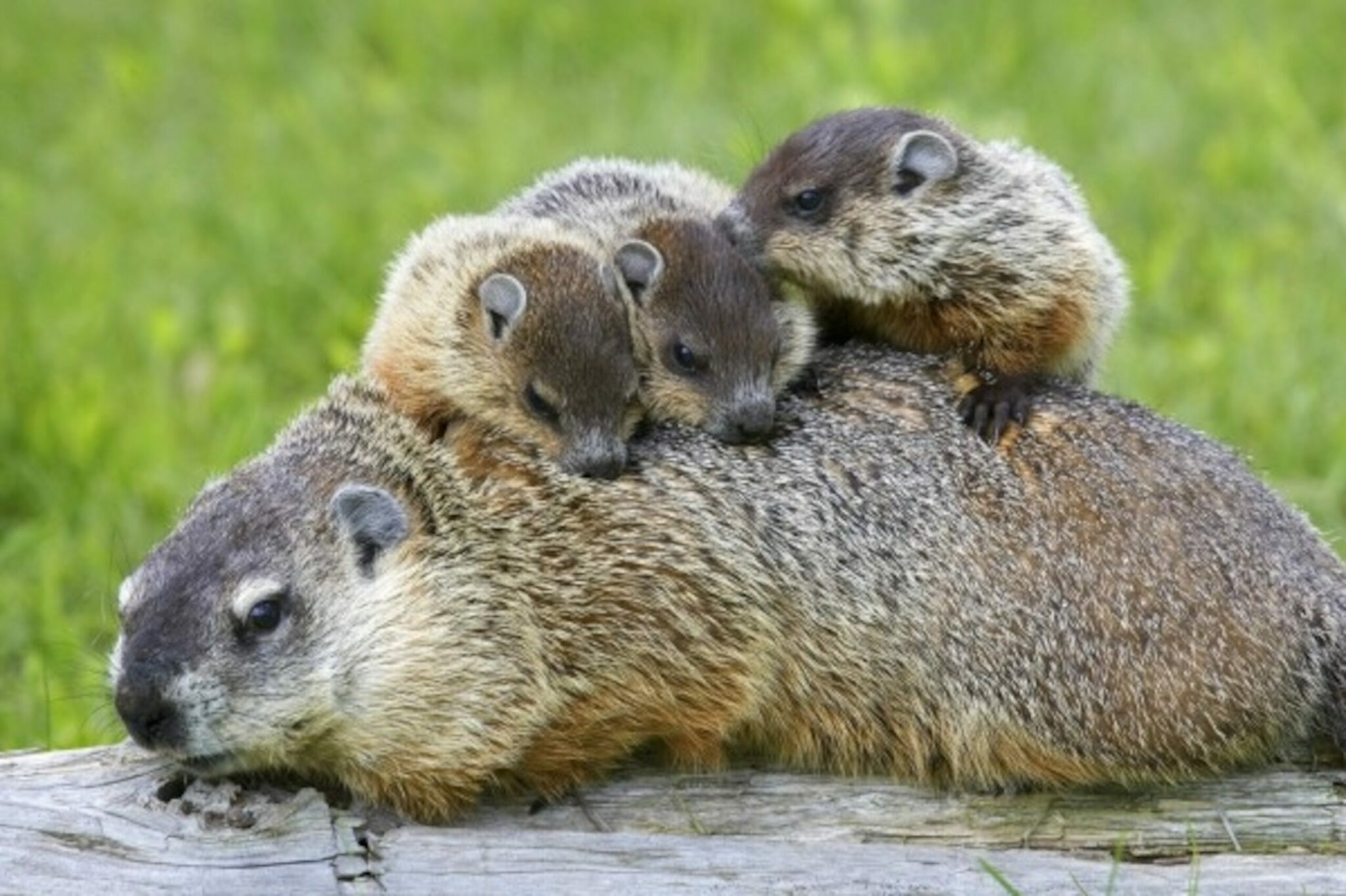 what does the word woodchuck mean and what are female woodchucks called