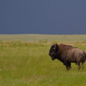 what happened to the buffalo of the great plains and how did hunting affect buffalo herds in north america