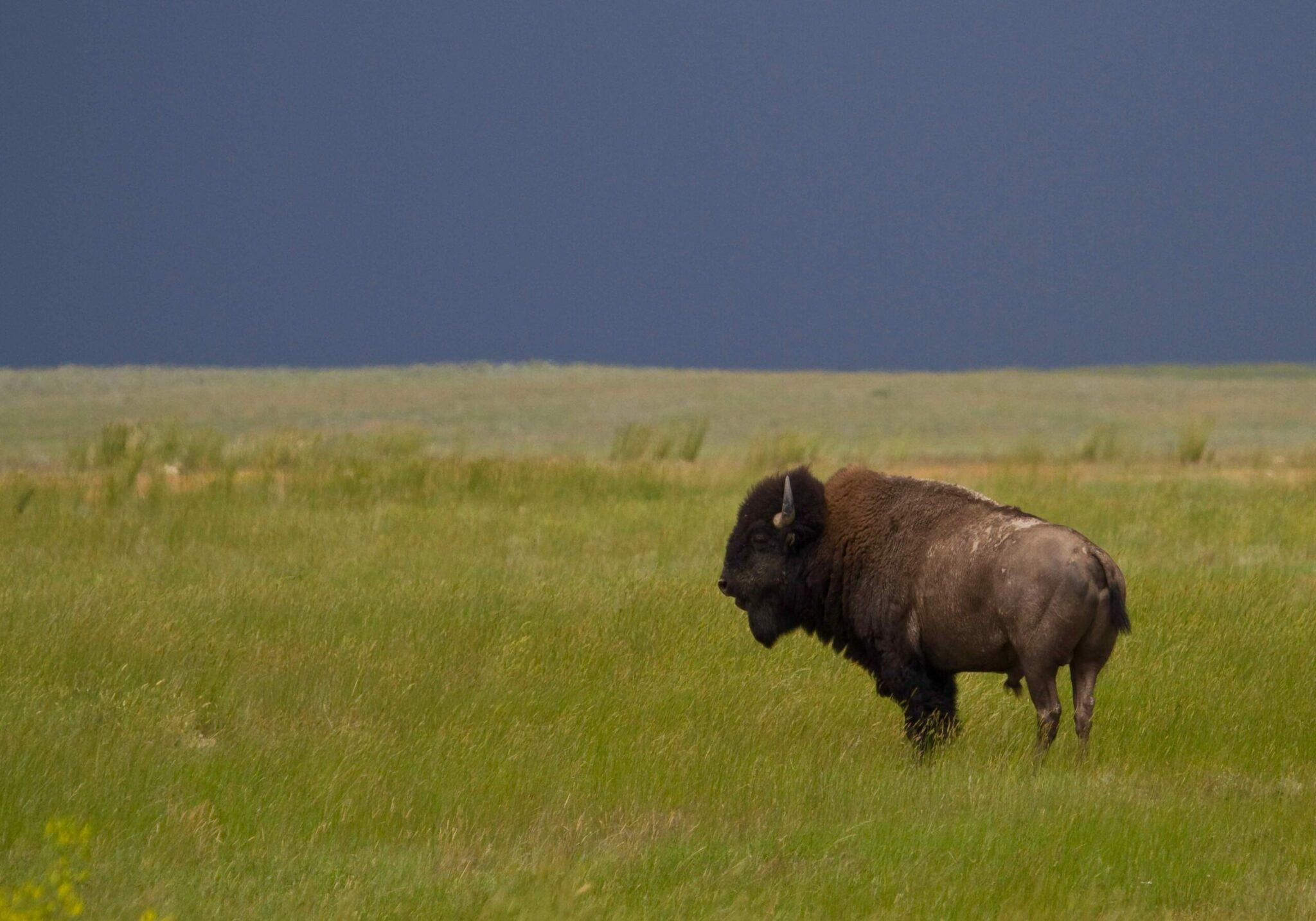 what happened to the buffalo of the great plains and how did hunting affect buffalo herds in north america