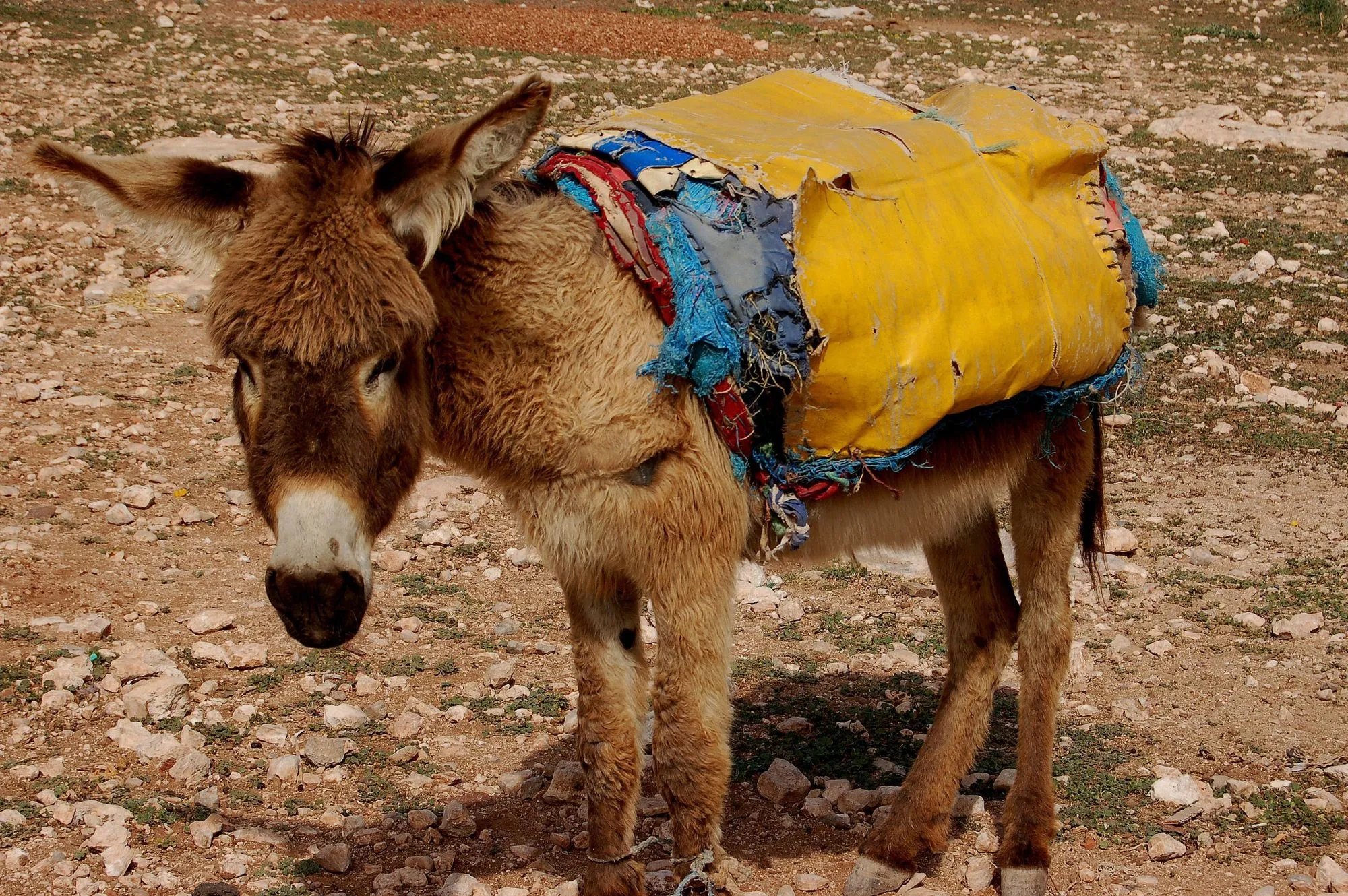 what happens when you pack too much weight on a llama used as a beast of burden