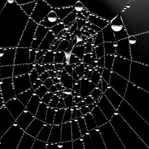 what is a cobweb and where does the word cobweb come from