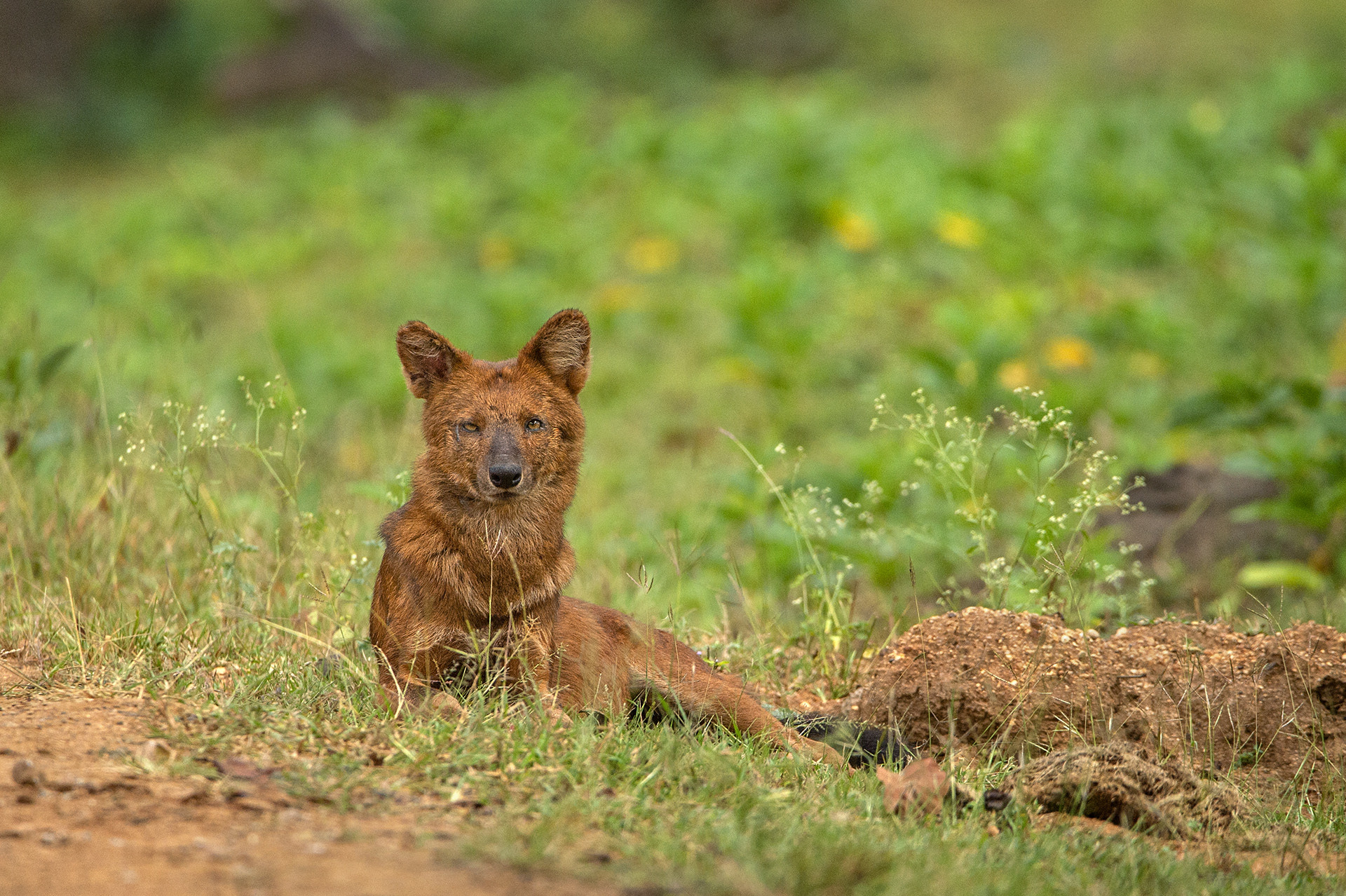 what is a dhole how did it get its name and where does it come from