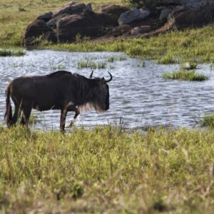 what is a gnu where does it come from and how do gnus defend themsleves against predators