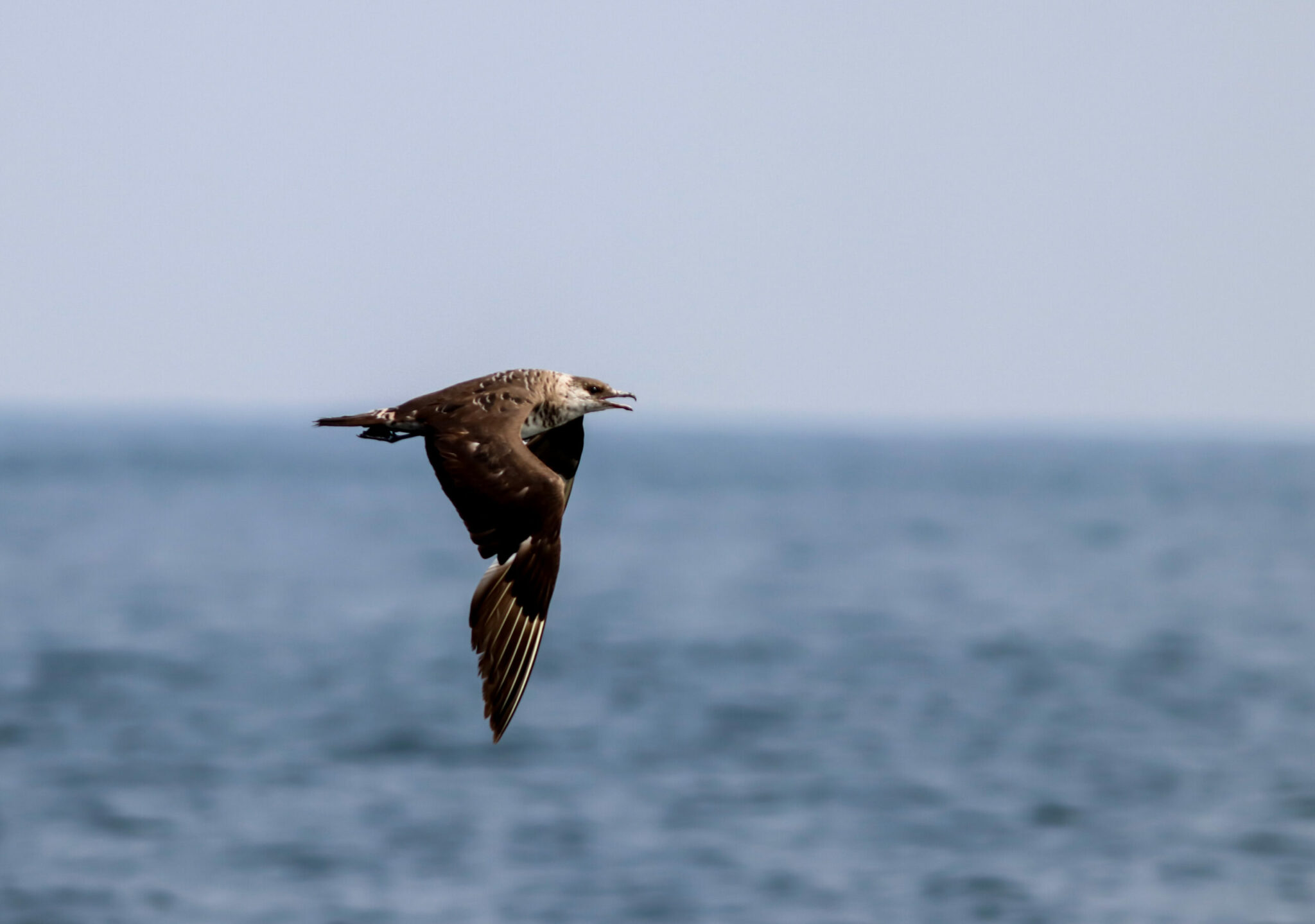 what is a skua how did it get its name and where does the skua come from