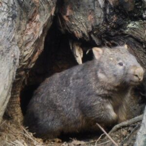 what is a wombat and where do wombats come from