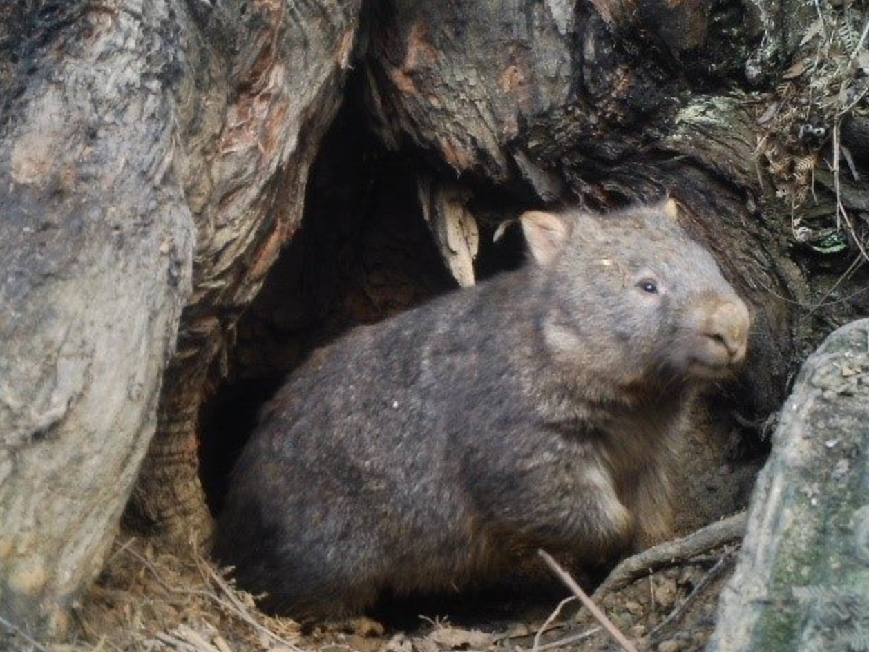 what is a wombat and where do wombats come from