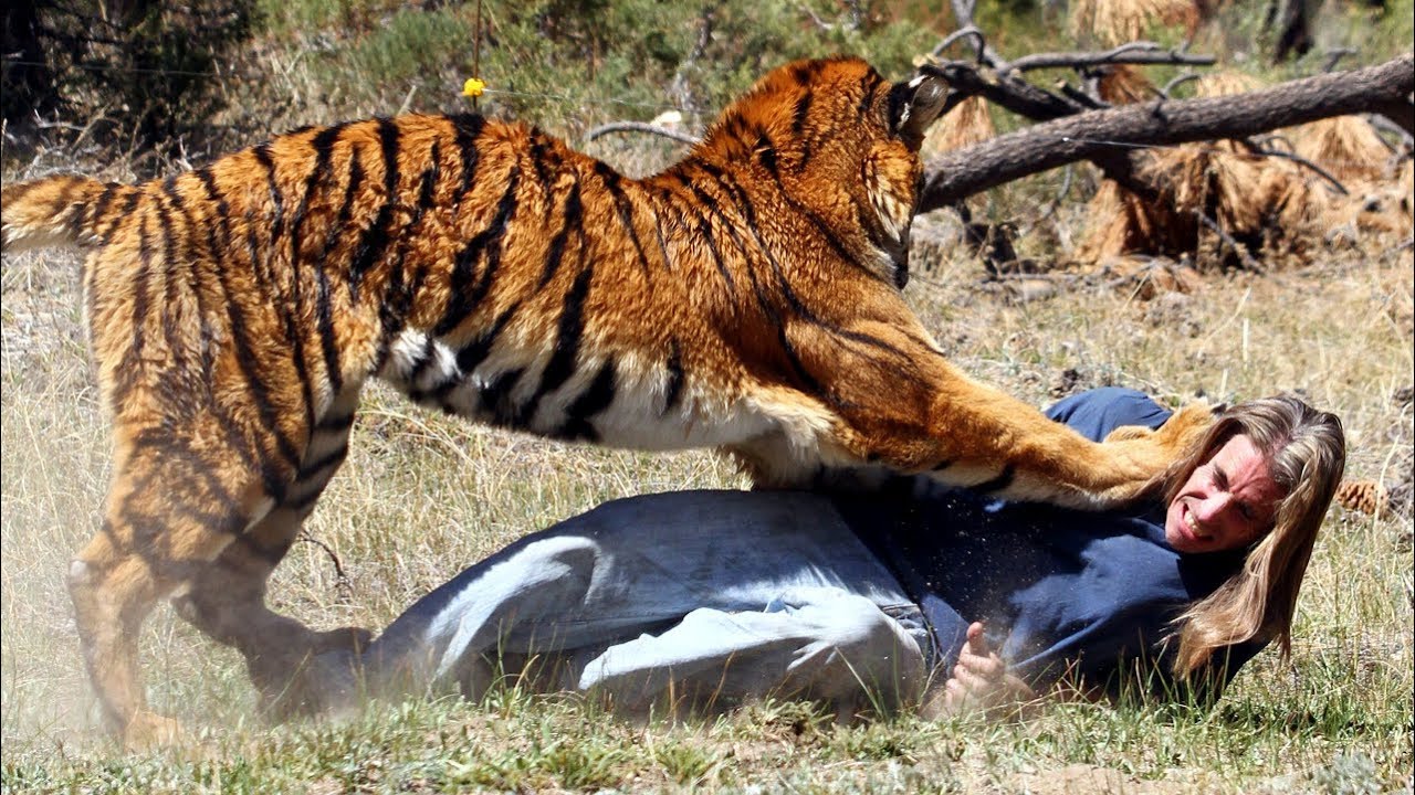 what is the best way to avoid being attacked and eaten by tigers if you encounter one in the wild