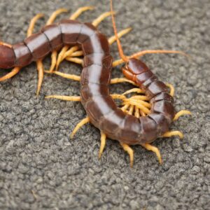 what is the difference between a centipede and a millipede and why does a millipede have more legs