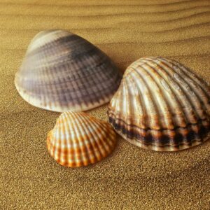 what is the difference between a clam and a scallop