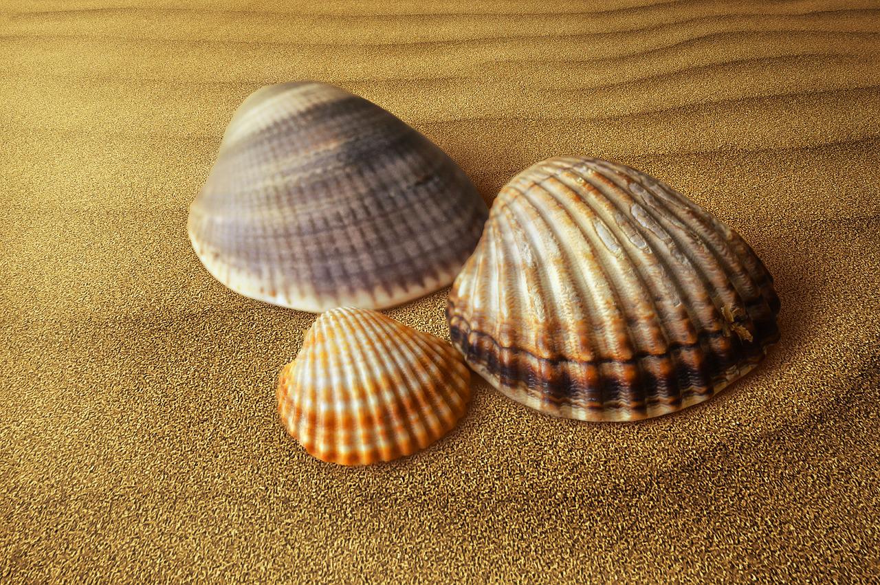 what is the difference between a clam and a scallop