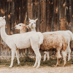 what is the difference between a llama and a vicuna and how do you tell them apart