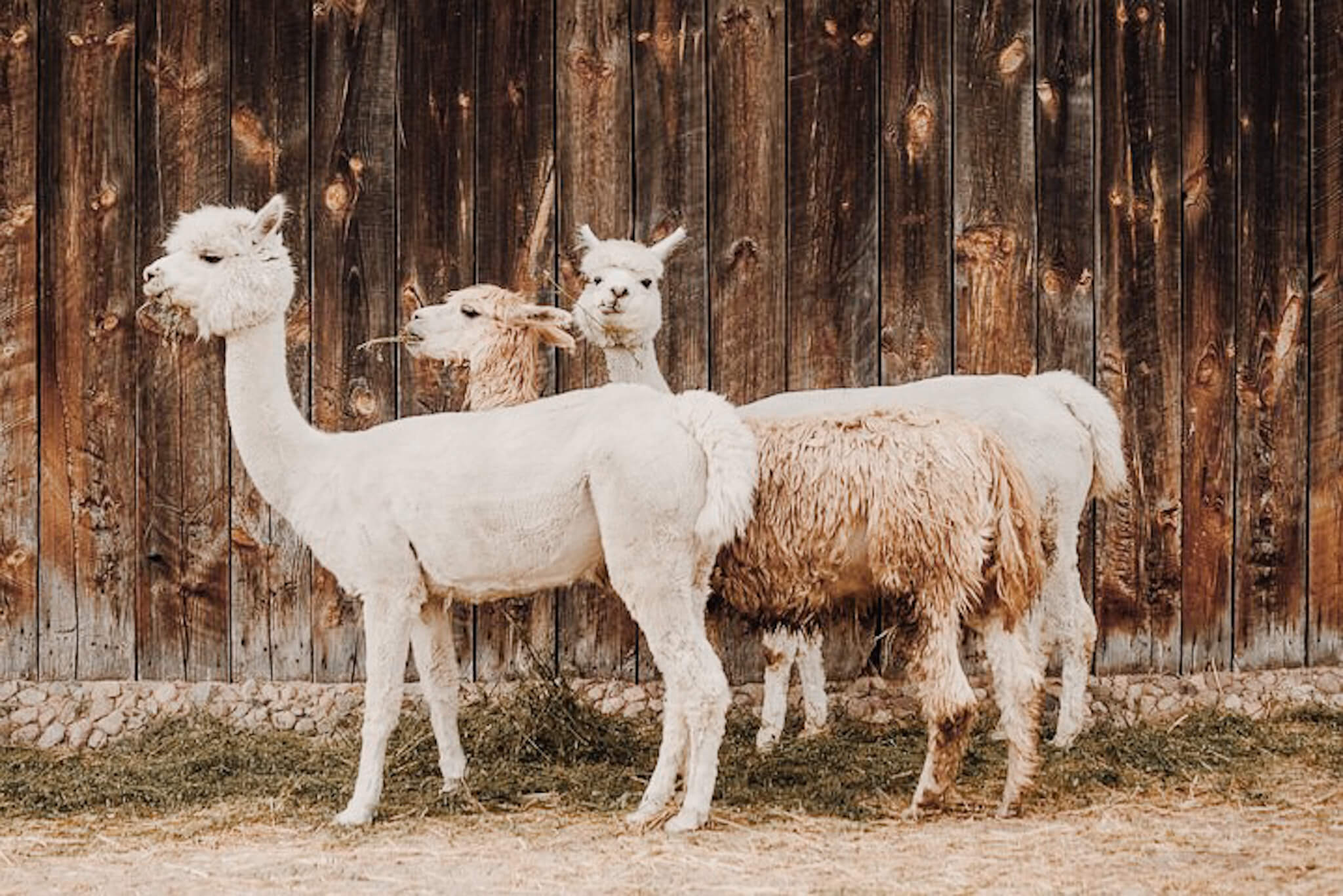 what is the difference between a llama and a vicuna and how do you tell them apart