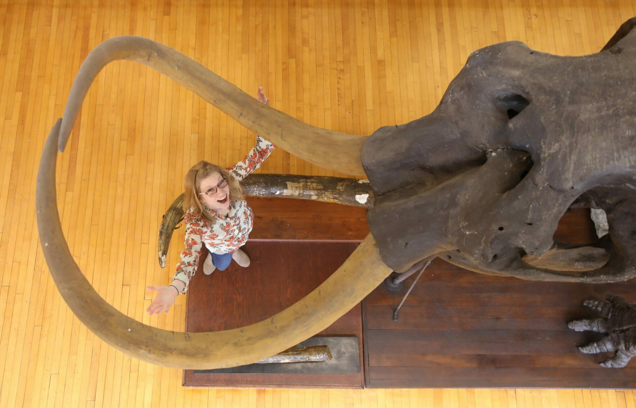 what is the difference between a mastodon and a woolly mammoth and how do you tell them apart