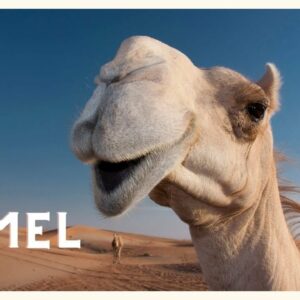 what is the difference between a one hump camel and a two hump camel and what are they called