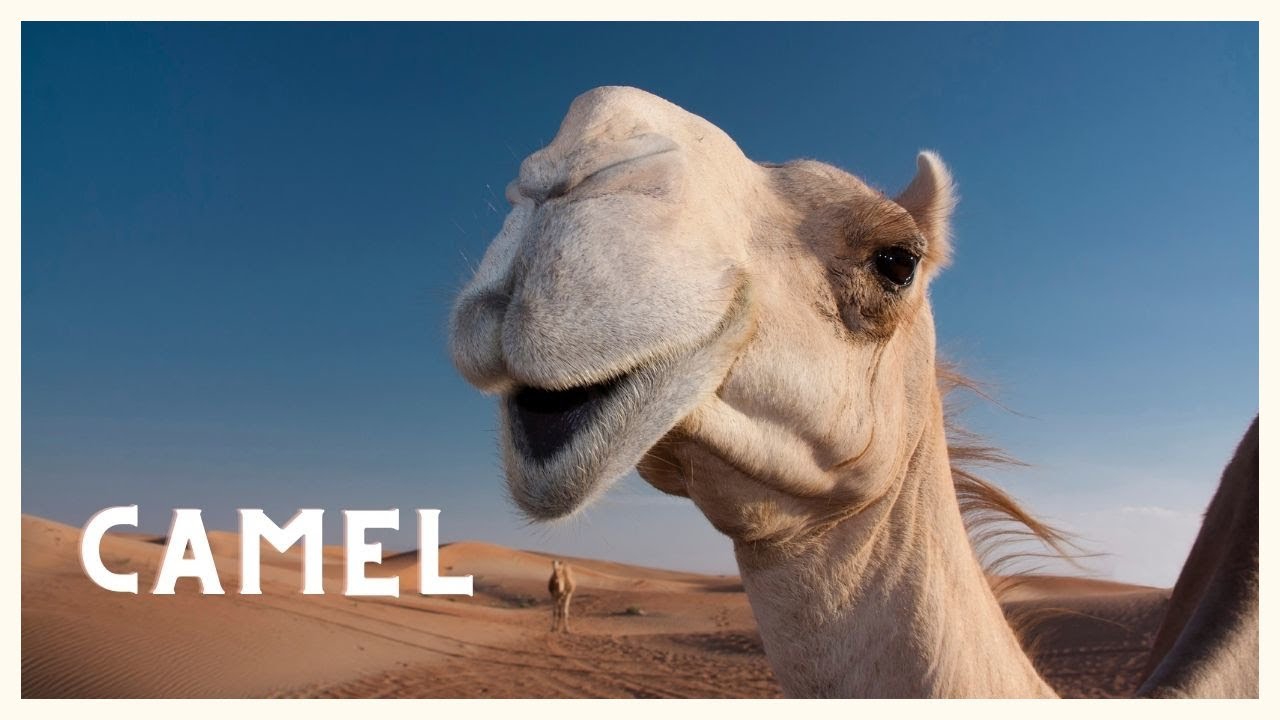 what is the difference between a one hump camel and a two hump camel and what are they called