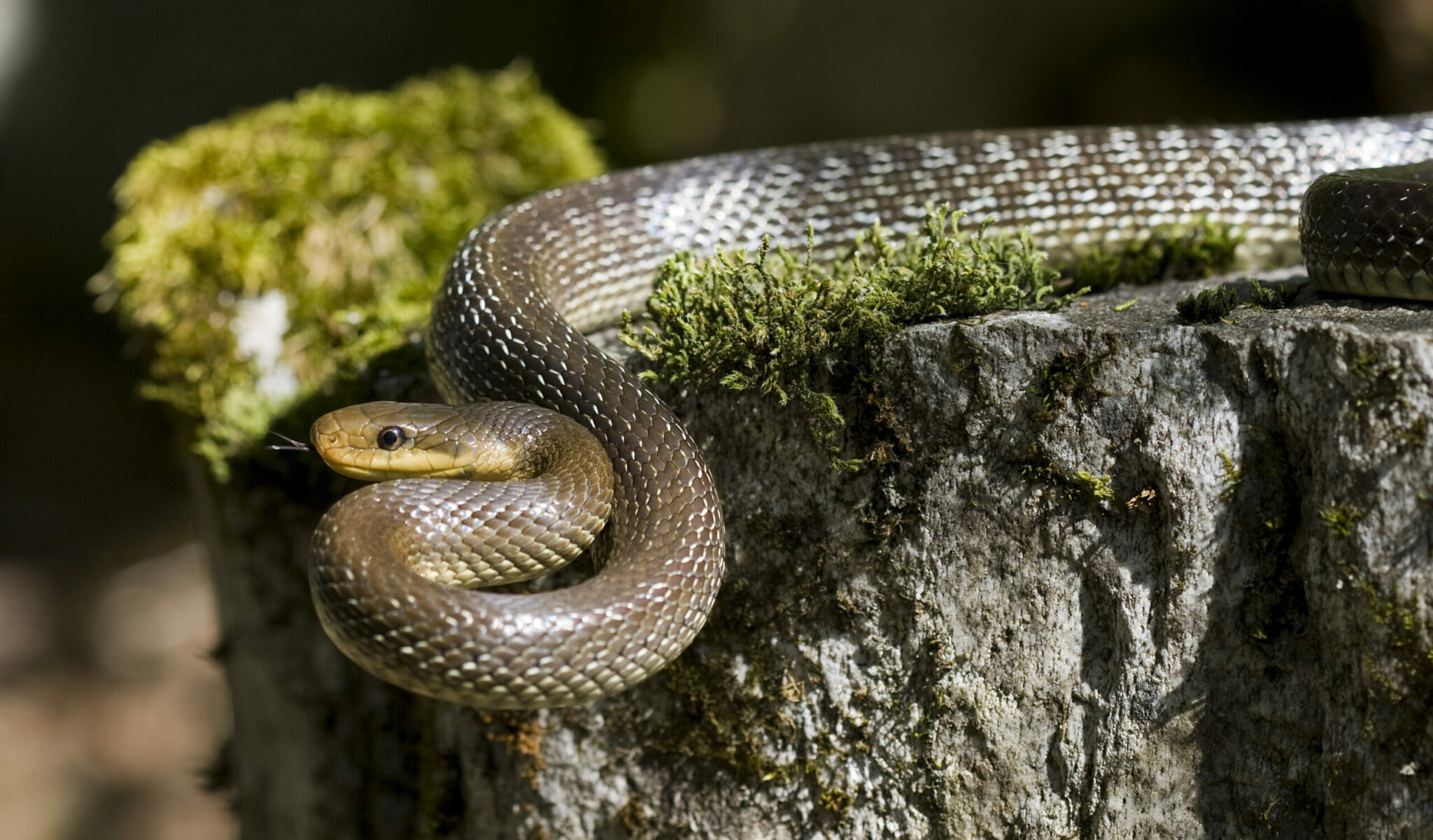 what is the difference between a snake viper and serpent