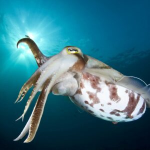 what is the difference between a squid cuttlefish and octopus and how do you tell the cephalopods apart