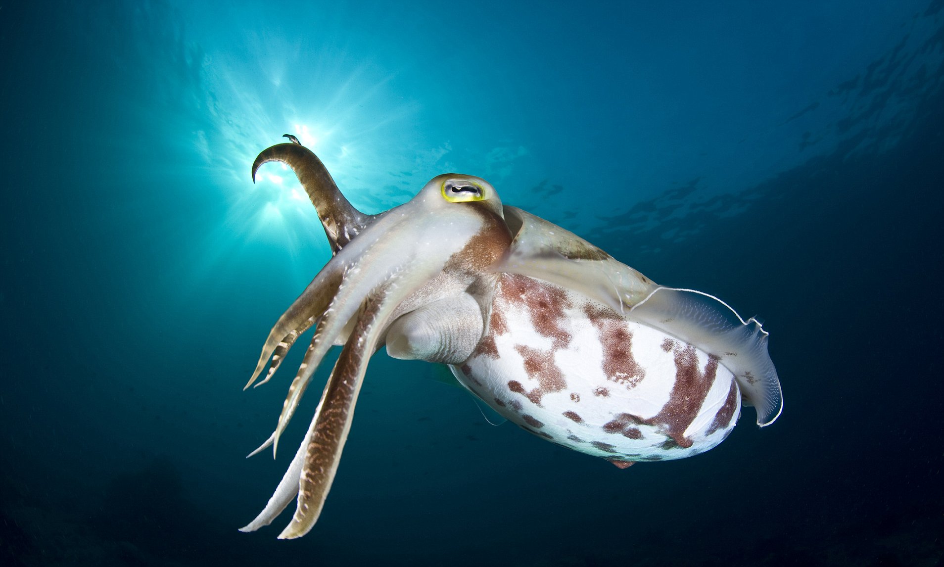 what is the difference between a squid cuttlefish and octopus and how do you tell the cephalopods apart