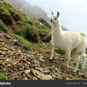 what is the difference between llama and lama and do llamas live in tibet