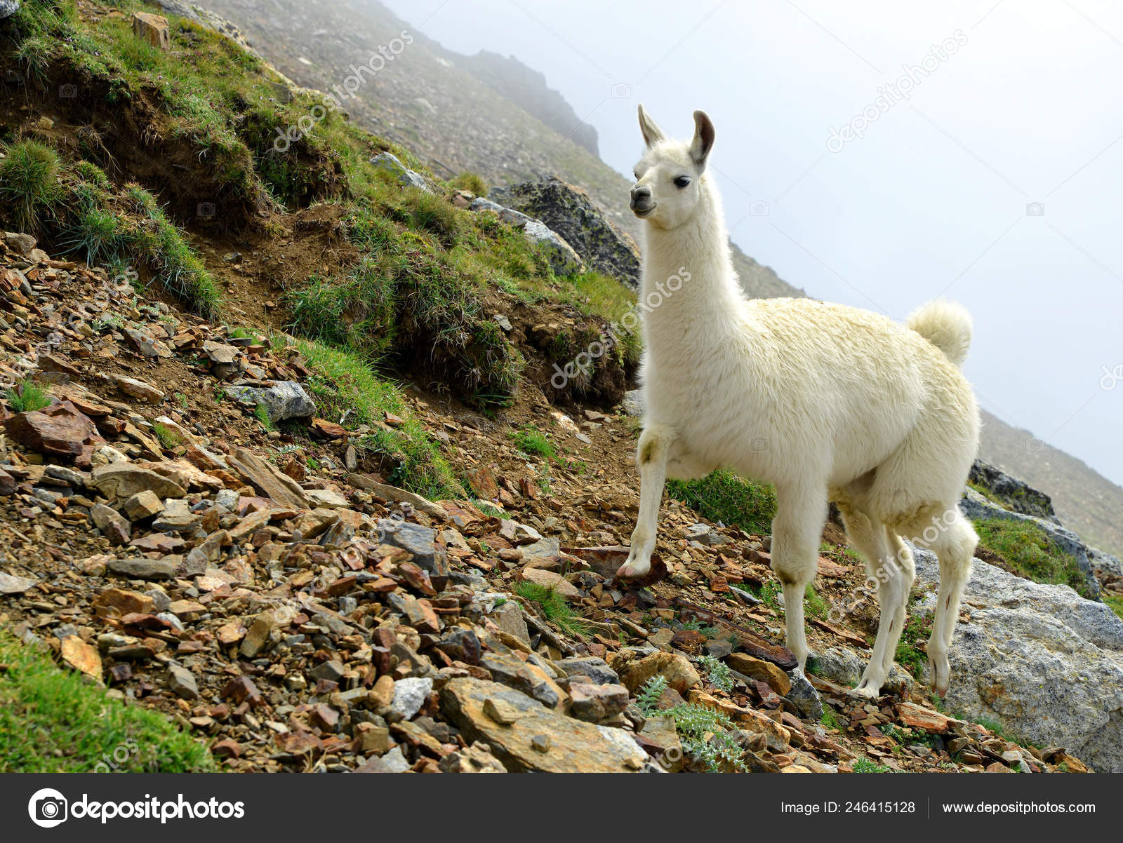 what is the difference between llama and lama and do llamas live in tibet