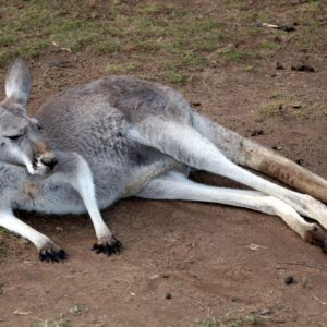 what is the difference between wallabies wallaroos and kangaroos and how do you tell them apart