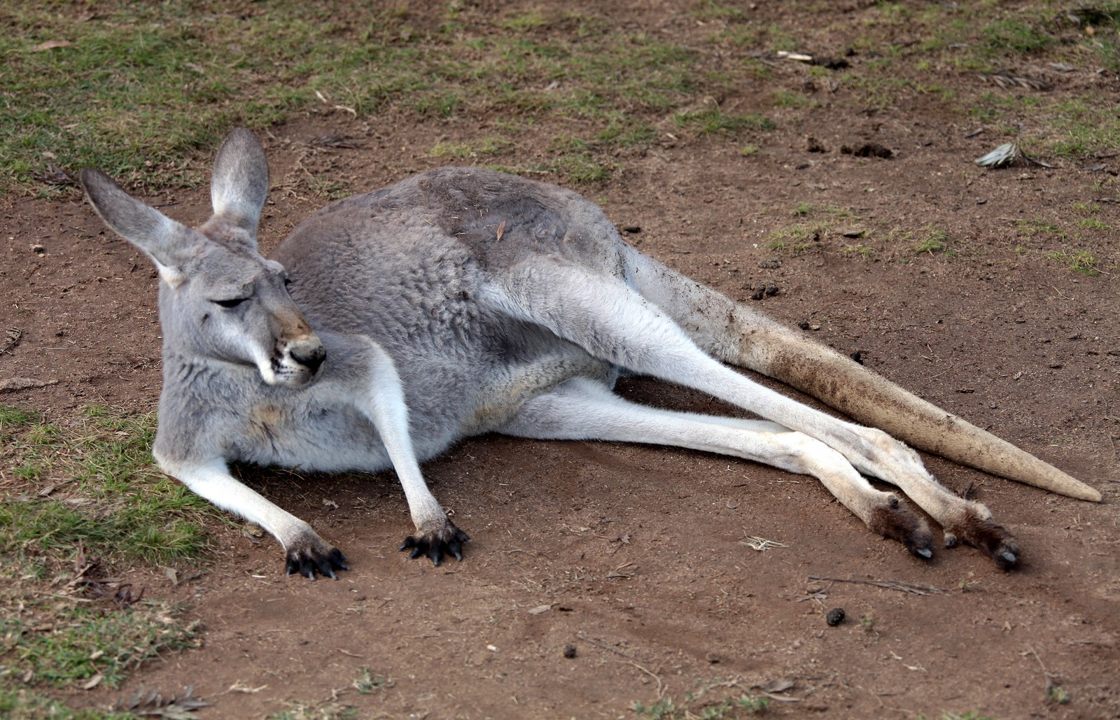 what is the difference between wallabies wallaroos and kangaroos and how do you tell them apart