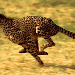 what is the fastest animal in the world on two legs and where does it come from