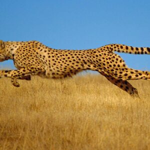 what is the fastest animal on earth