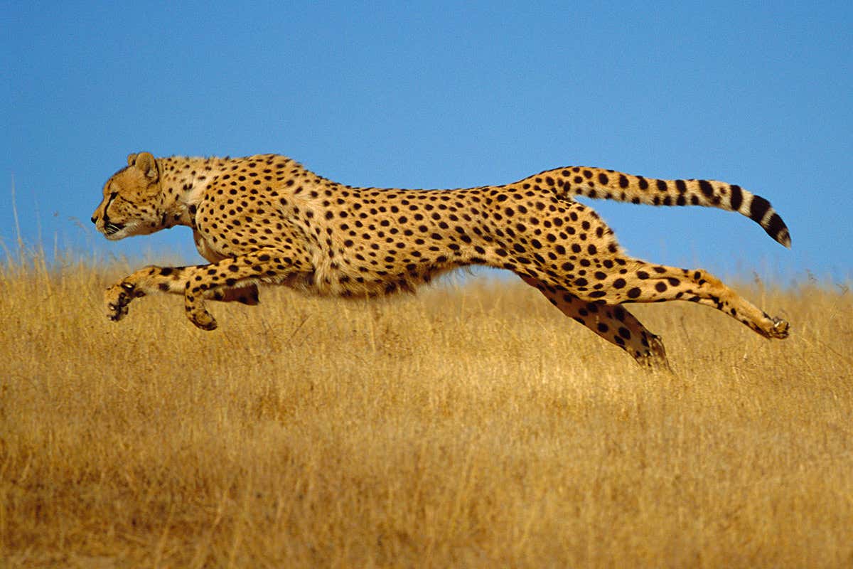 What Is the Fastest Animal on Earth? - Zippy Facts