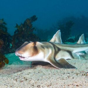 what is the most dangerous shark species in the world to humans and where do they live