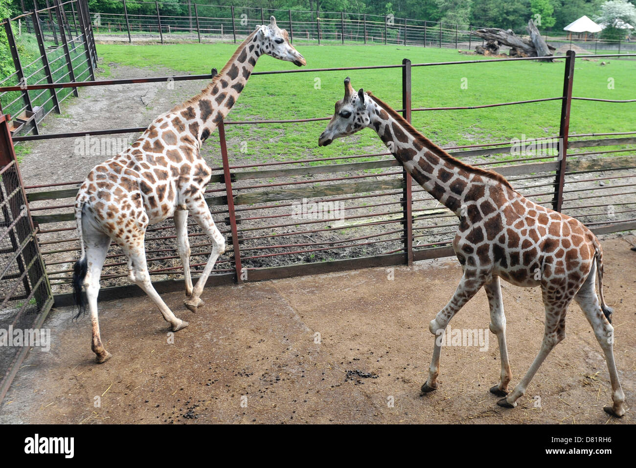 what is the name of the giraffe calf that was born in 2001 at the smithsonian national zoo in washington