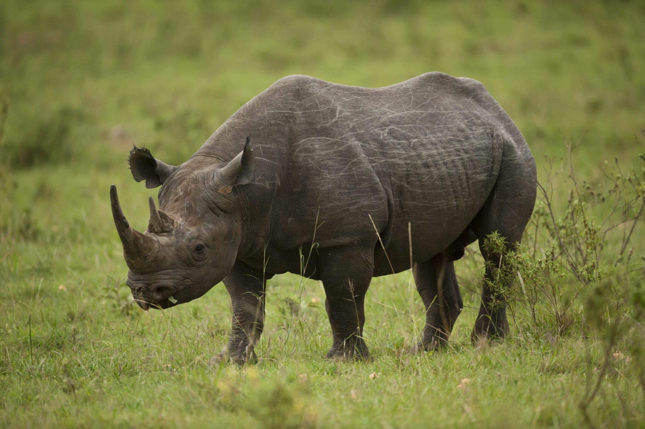 what kind of animal was an elasmotherium from the ice age and how did it get its name