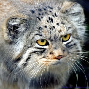 what species of wild cat was the ancestor of the domesticated house cat