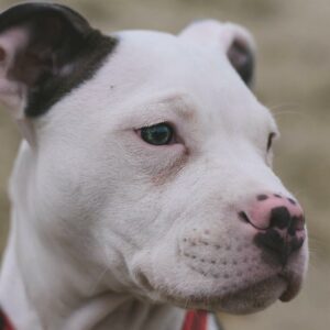 what type of dog is a staffordshire terrier and how did it get its name