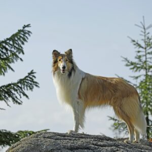 what was the name of the dog that played lassie and what type of dog breed was lassie