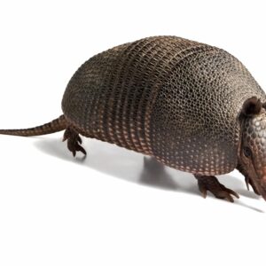 where do armadillos come from and can armadillos swim