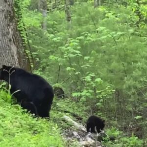 where do black bears live and are all black bears black